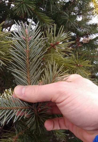 close up photo of hand holding fir needles