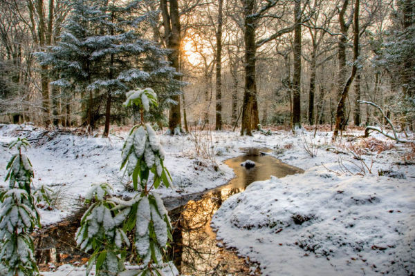 Winter in New Forest