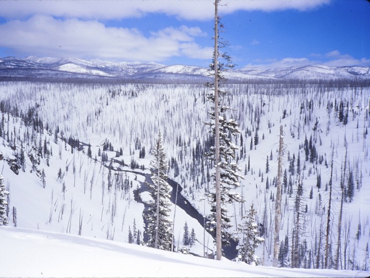 view of river and trees and valley in Yellowstone National Park