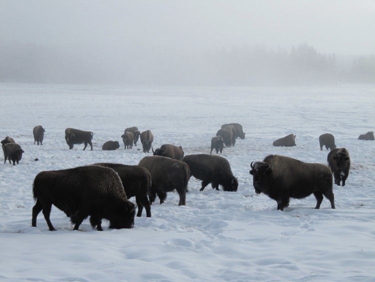 herd of buffalo in Yellowstone National Park