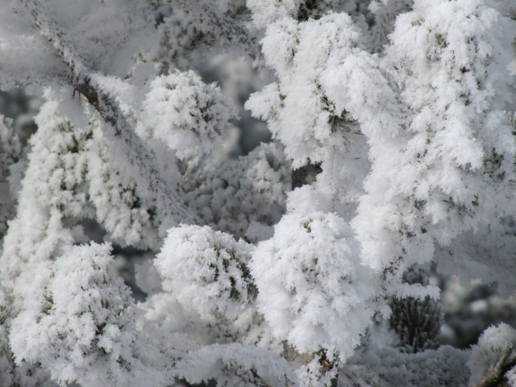 snow crystals on pine trees