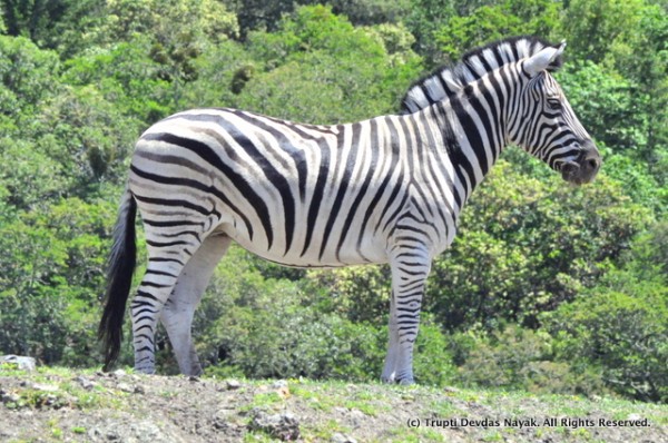 Zebras_Safari_West