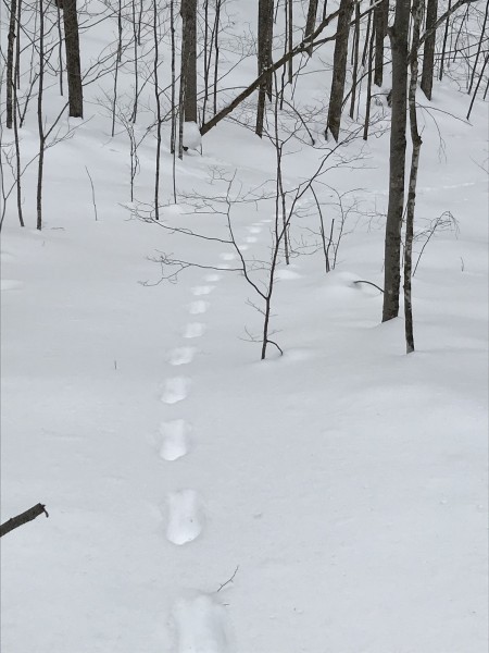 animal tracks on a snowshoe outing