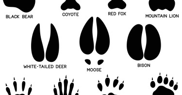 illustration of different animal tracks