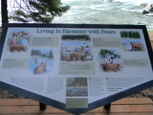 Bear Information