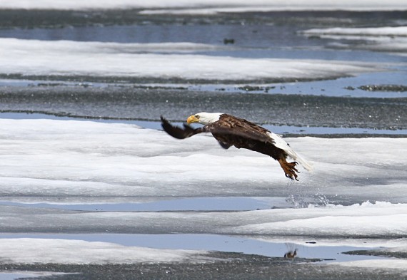 bald eagle- snowshoeing southern New Hampshire