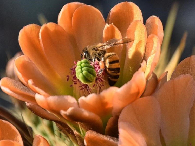 bee sitting on a flower