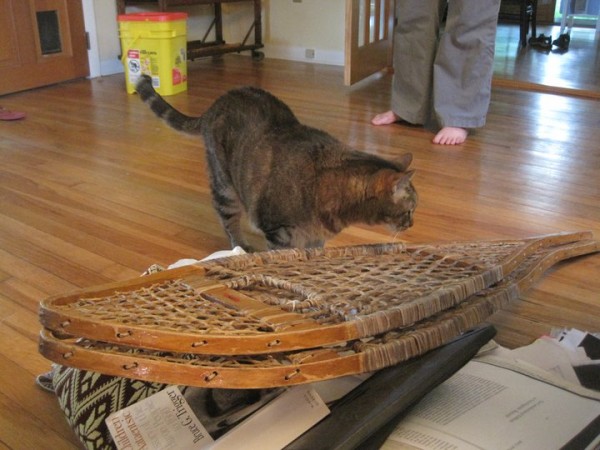 cat on traditional snowshoes