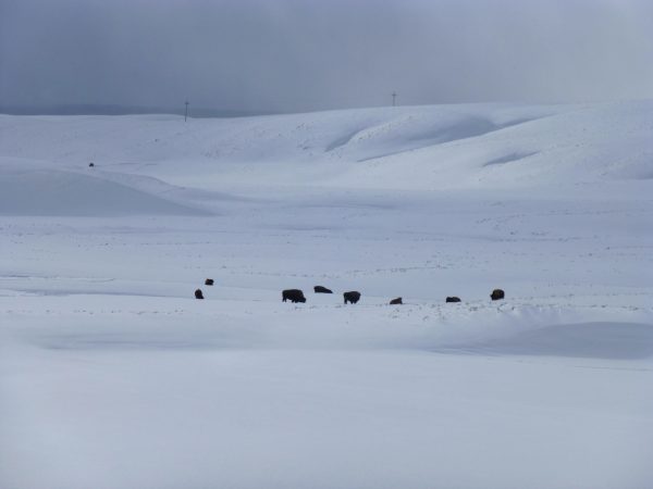 Nothing but bison and snow in the middle of Yellowstone.