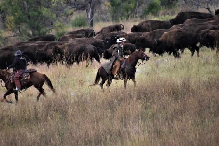 man on horse in field surrounded by buffalo