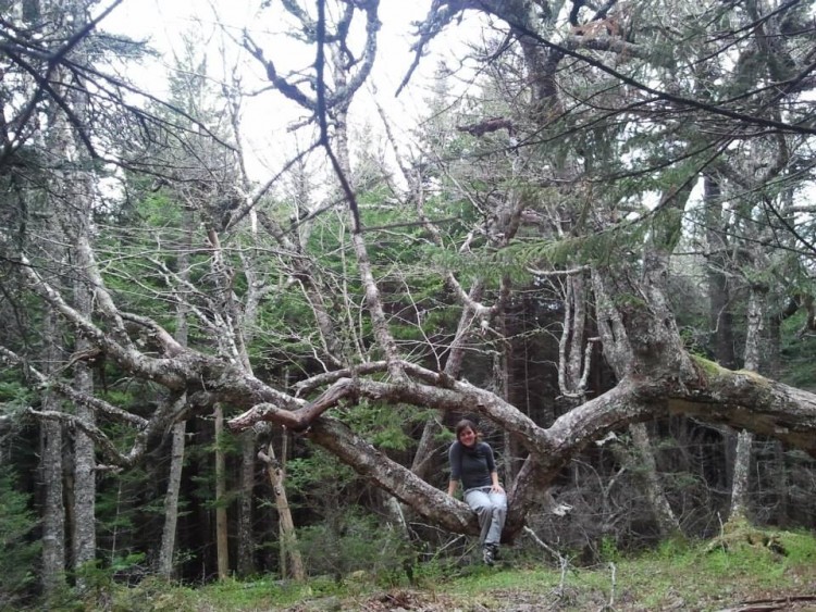 camping in maritime provinces: person sitting among twisted trees in Cape Chignecto Provincial Park