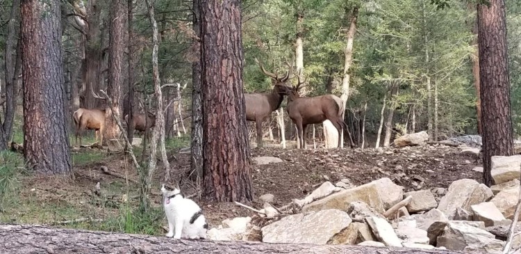 cat sitting hear elk herd with forest in background