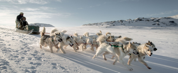 dog-sledding2