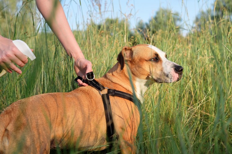 dog in grass being sprayed with bug repellant