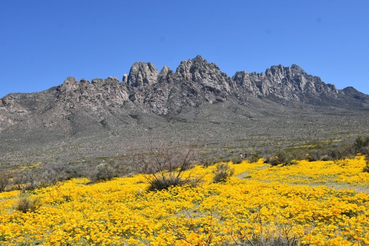 yellow flowers blooming in mountains under blue sky