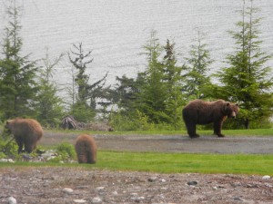 Early morning at the traiilhead. Sow brown bear & cubs.   by Angie