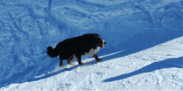 Snowshoeing with my Bernese Mountain Dog, Maximus.
