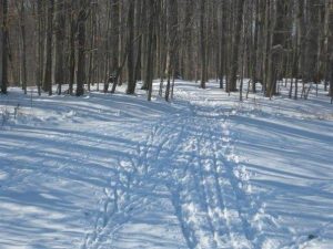 Trails in Knox Farm State Park, NY