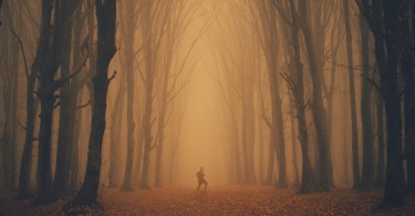 man in distance amid orange trees and fog