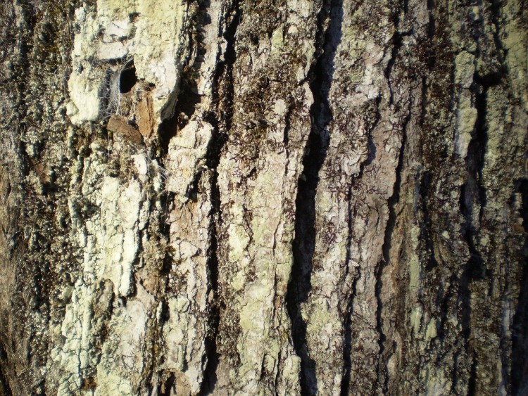 close up of maple tree bark