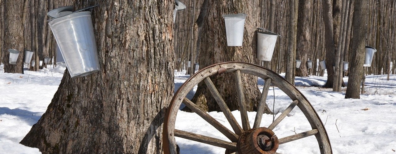 trees with buckets for maple syrup tapping and decorative wheel in foreground