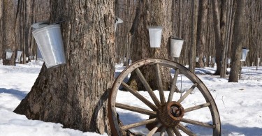 trees with buckets for maple syrup tapping and decorative wheel in foreground