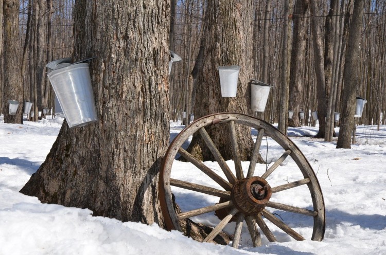 trees with buckets for maple syrup tapping and decorative wheel in foreground