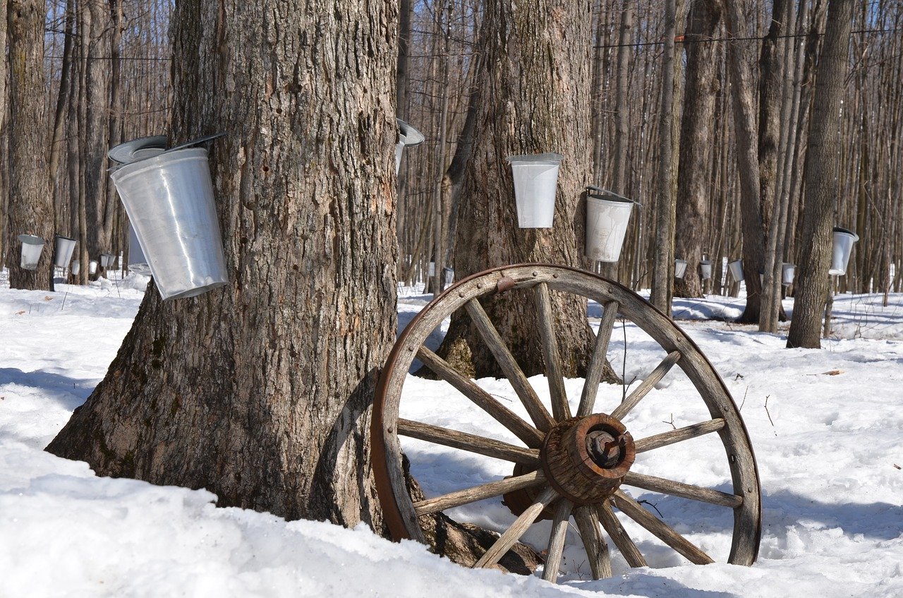 So sugar maple boots deals