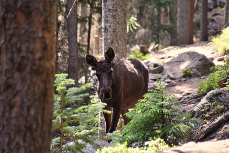 outdoor photo tips: moose on trail near tree