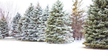 evergreen trees surrounded by snow