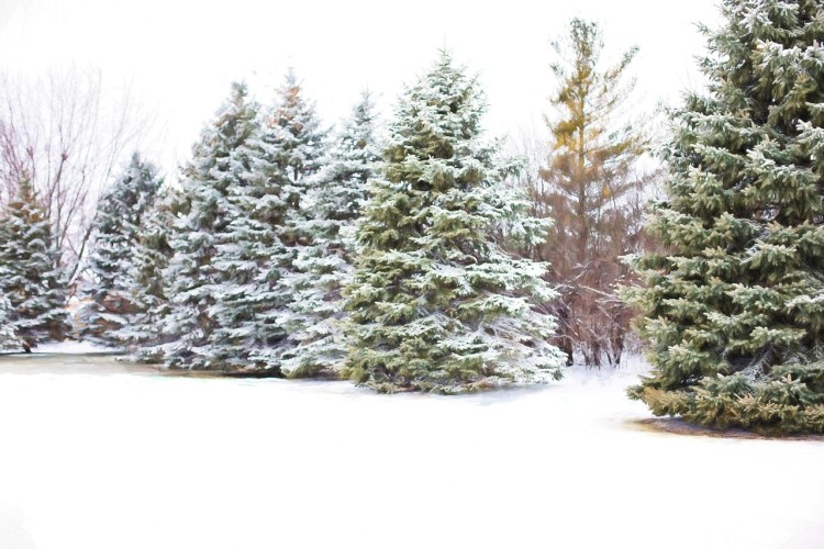 evergreen trees surrounded by snow