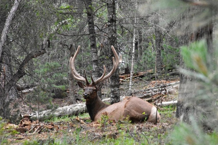 elk sitting on a trail