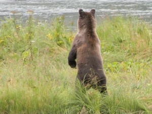 Brown bear looking for salmon