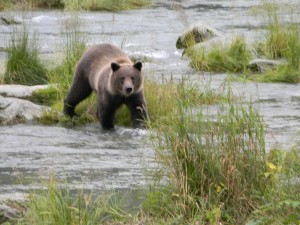 Young brown bear fishing near Haines.