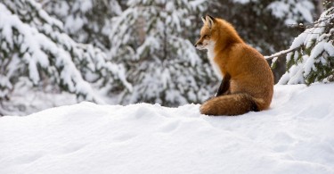 fox sitting on the snow surrounded by snowy trees