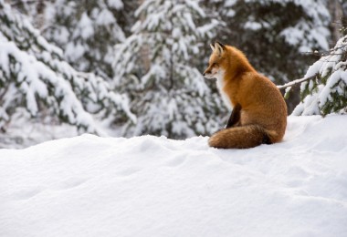 fox sitting on the snow surrounded by snowy trees