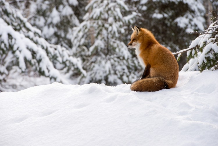 fox sitting on the snow surrounded by snowy trees