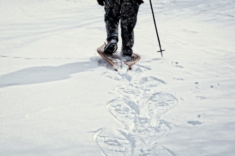 snowshoer wearing traditional snowshoes walking away and leaving snowshoe tracks