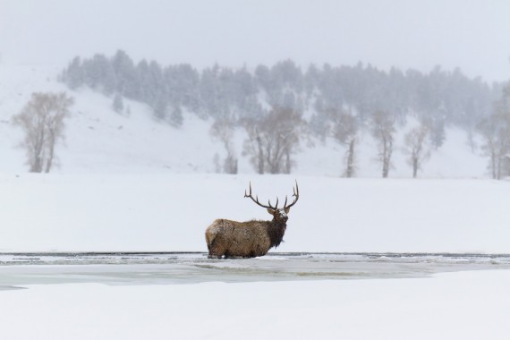 leave no trace principles: elk standing in frozen river in Yellowstone National Park, MT