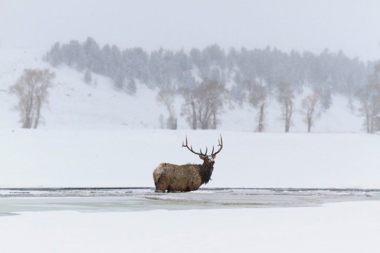 elk standing in frozen river in Yellowstone National Park, MT