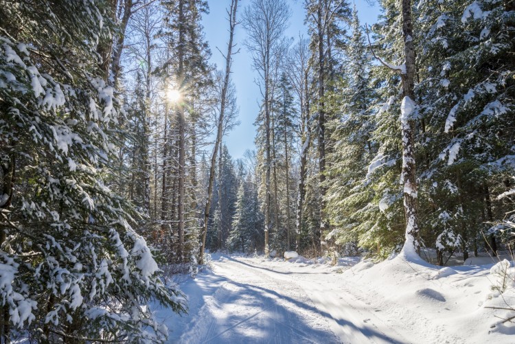 snowy trail surrounded by trees with sun shining through them