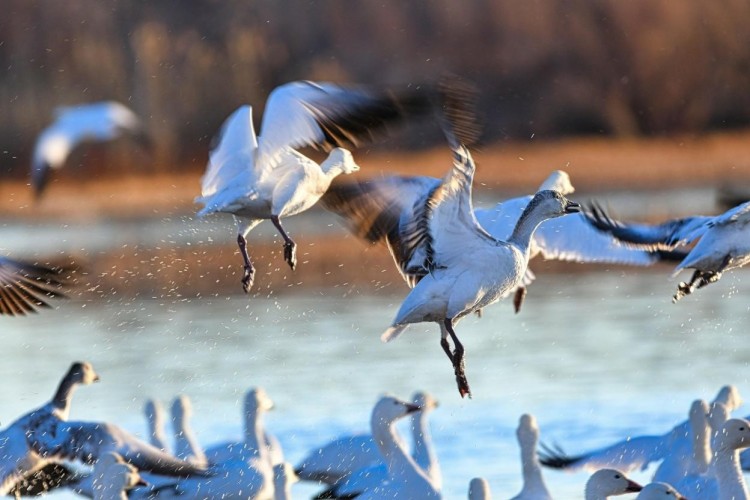 geese in flight over the water with other geese surrounding
