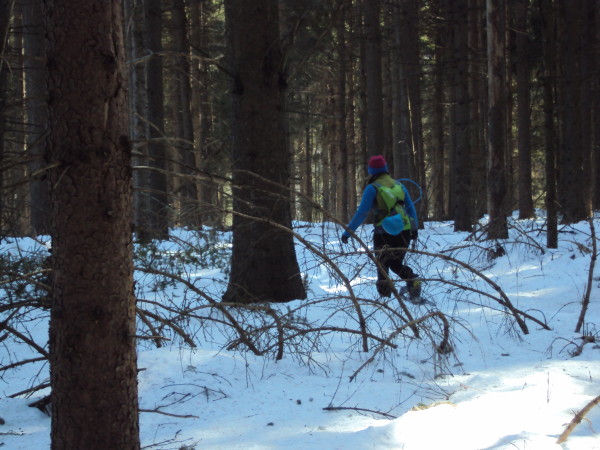 snowgaine race trees