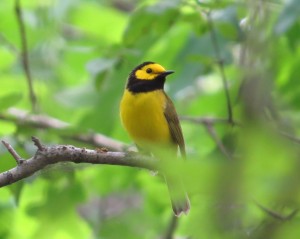 The Hooded Warbler, unique species in the woods of Murphy-Hanrehan State Park