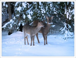 Even the deer are asking: "What are you waiting for? Register now!"