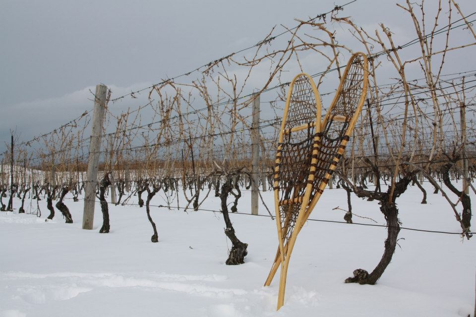 Winter vineyard hotsell