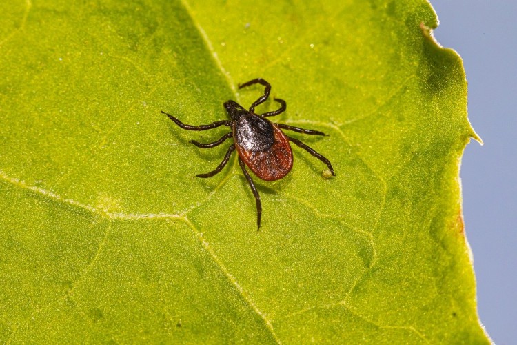 black legged tick (deer tick) on a leaf