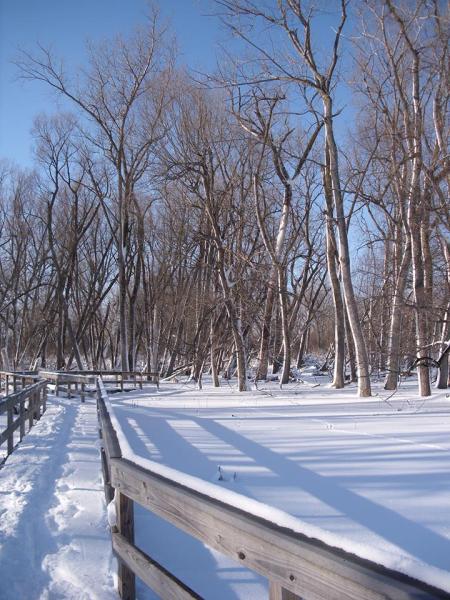 snowshoeing Buffalo NY: snow-covered trail with trees in the background