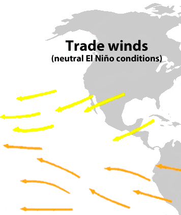 Under these conditions, the trade winds push warm surface water towards the equator and then west.