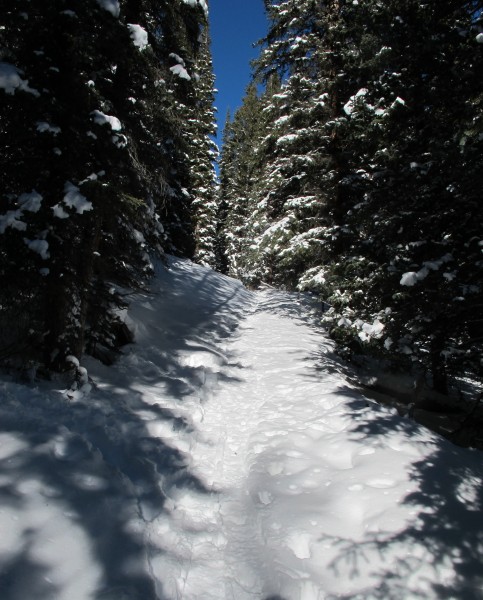 trail_through_forest_yale